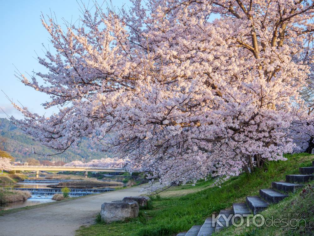 賀茂川の桜