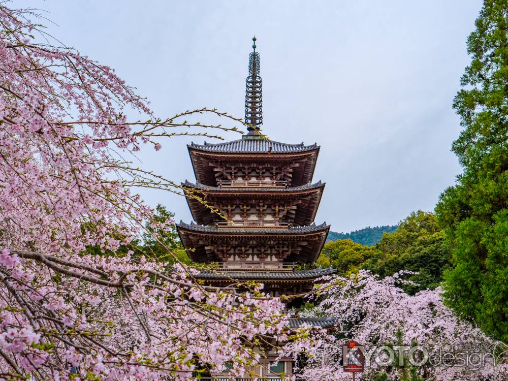 醍醐寺五重塔と桜⑤