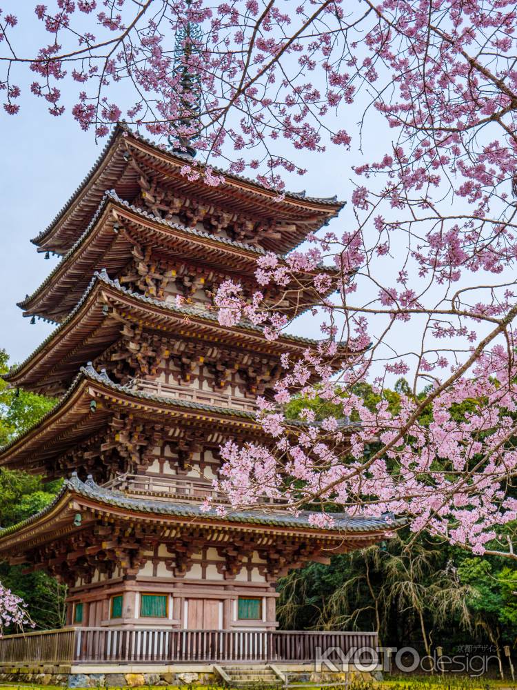 醍醐寺五重塔と桜③