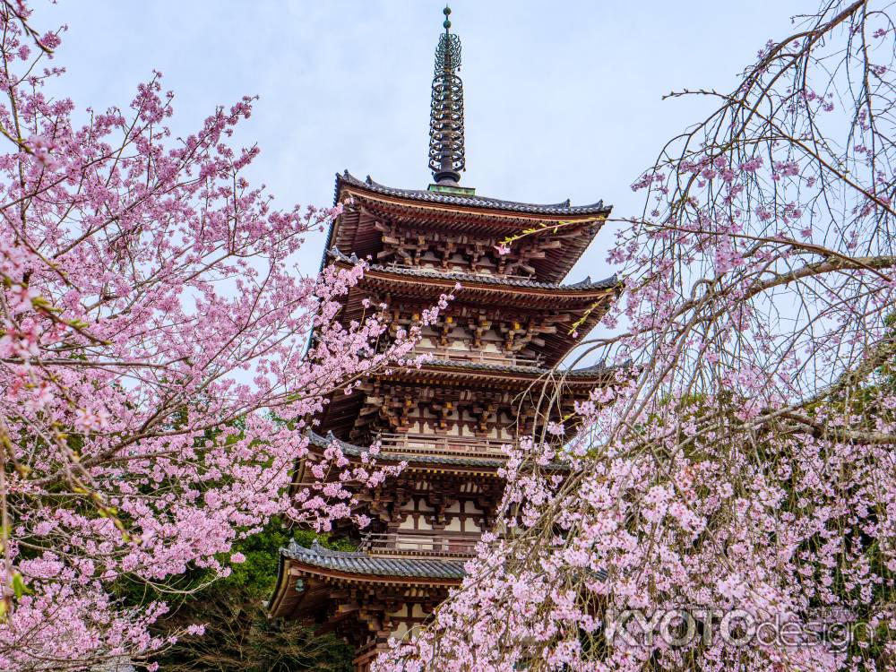 醍醐寺五重塔と桜➁