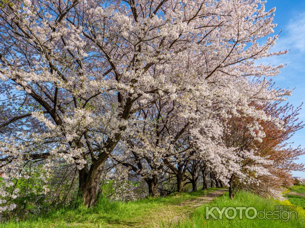 桂川の桜並木道➁　