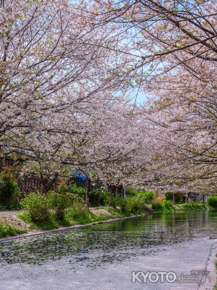 桜散る頃