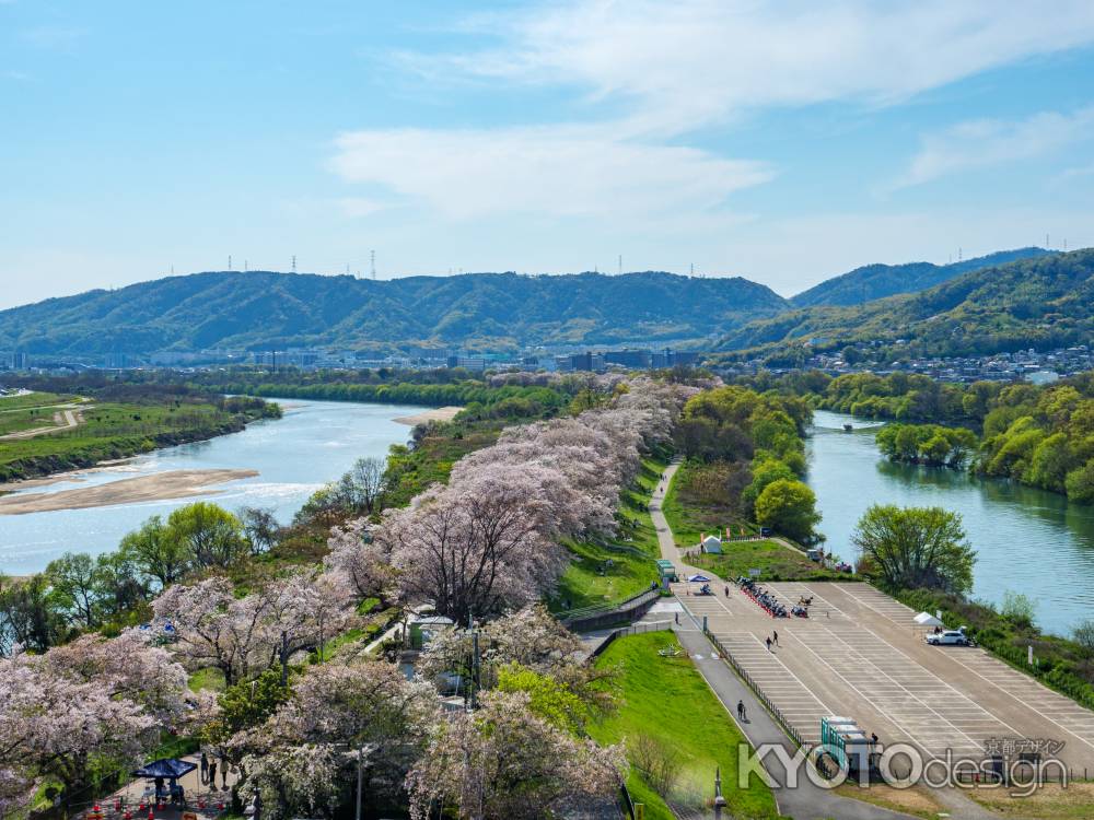 淀川河川公園　背割堤地区の桜③