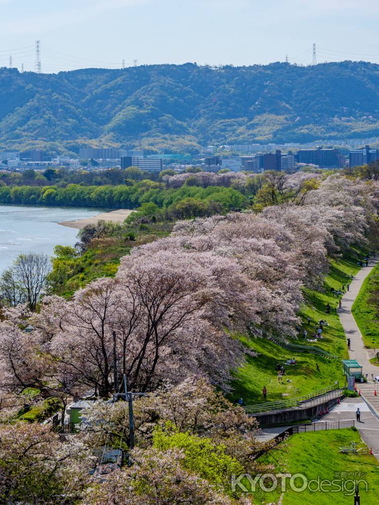 淀川河川公園　背割堤地区の桜①