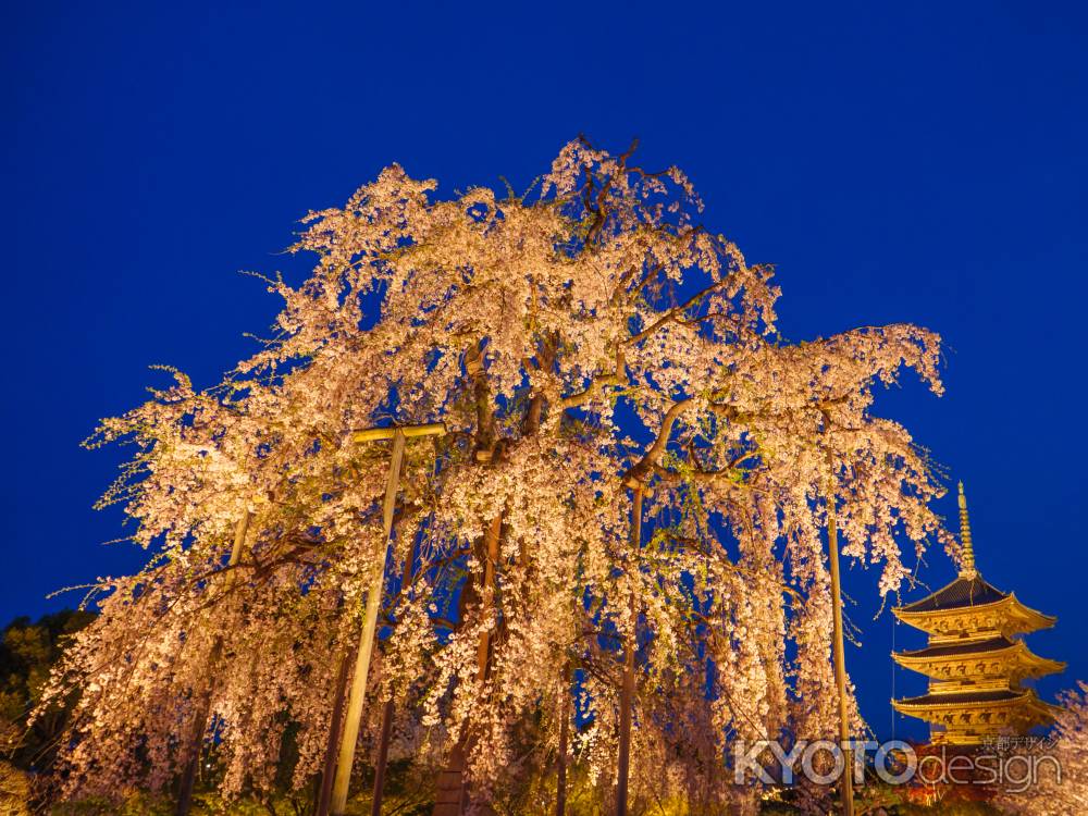 東寺の夜桜➁