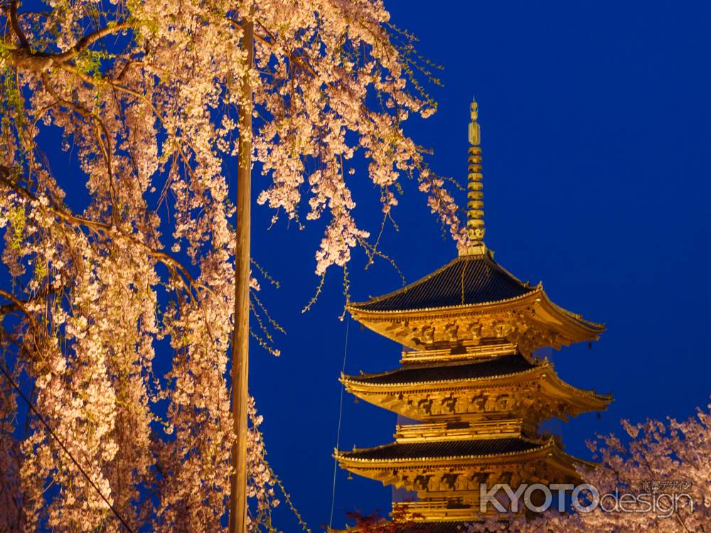 東寺の夜桜①