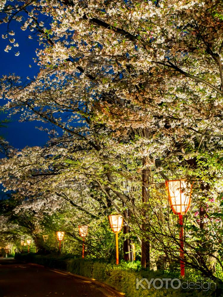 木屋町通の夜桜