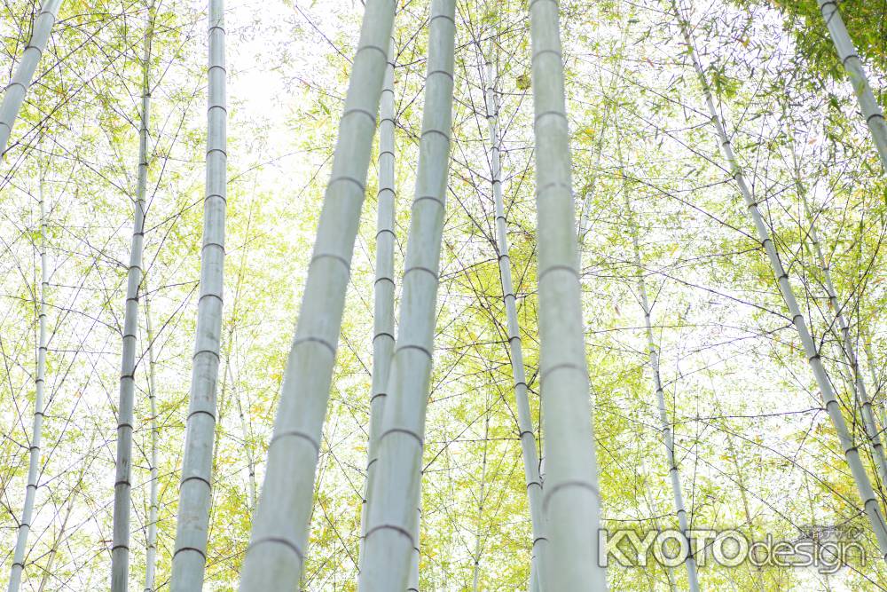 伏見稲荷　竹林を見上げる風景