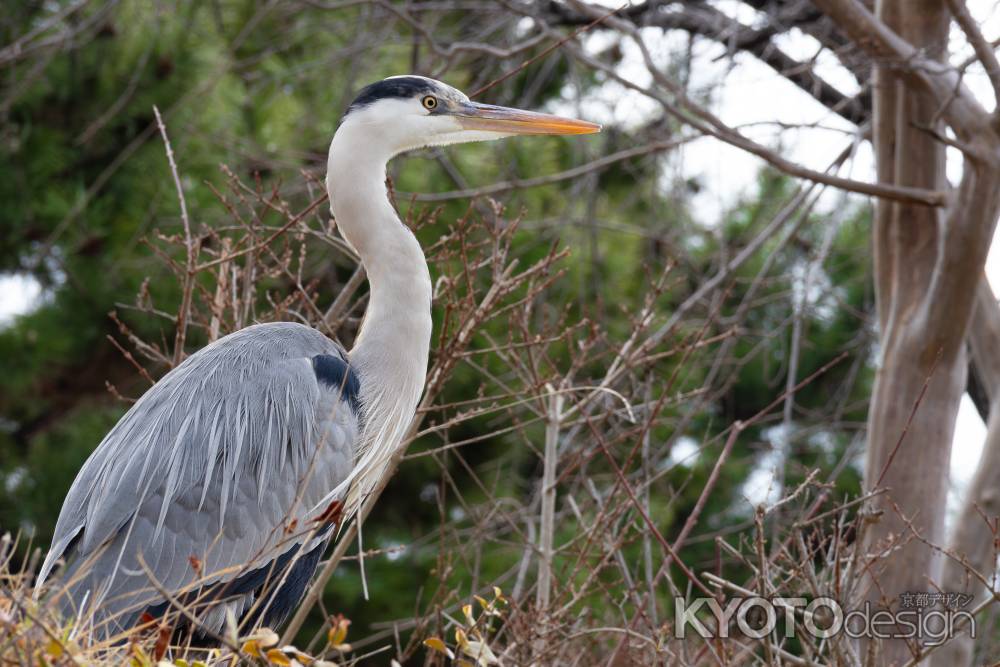 木の上のアオサギ。冬の風景