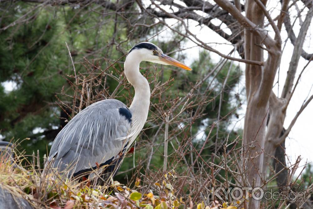 堤防から鴨川を見下ろすアオサギ。冬の風景