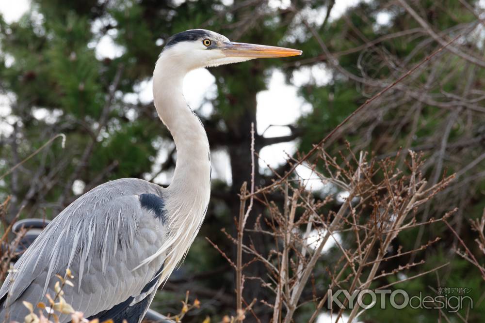 真っ直ぐ前方を見つめるアオサギ。冬の風景