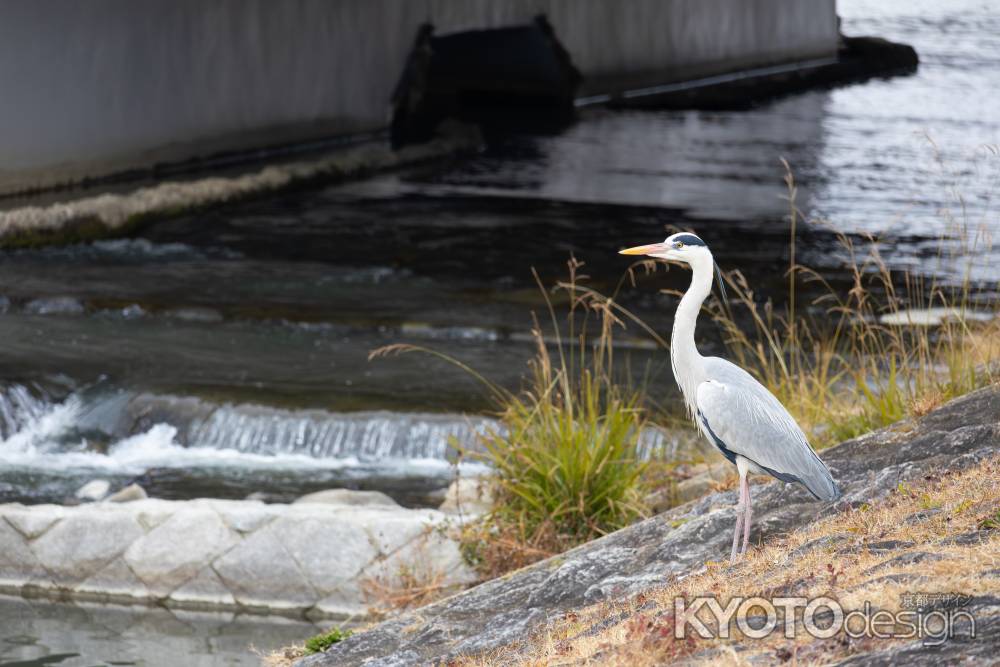 鴨川を見つめるアオサギ。冬の風景