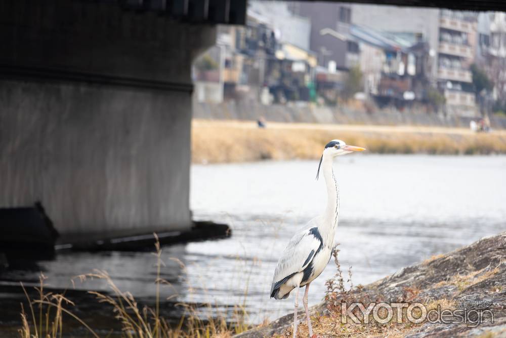 鴨川に生息するアオサギ。京都の日常の風景。