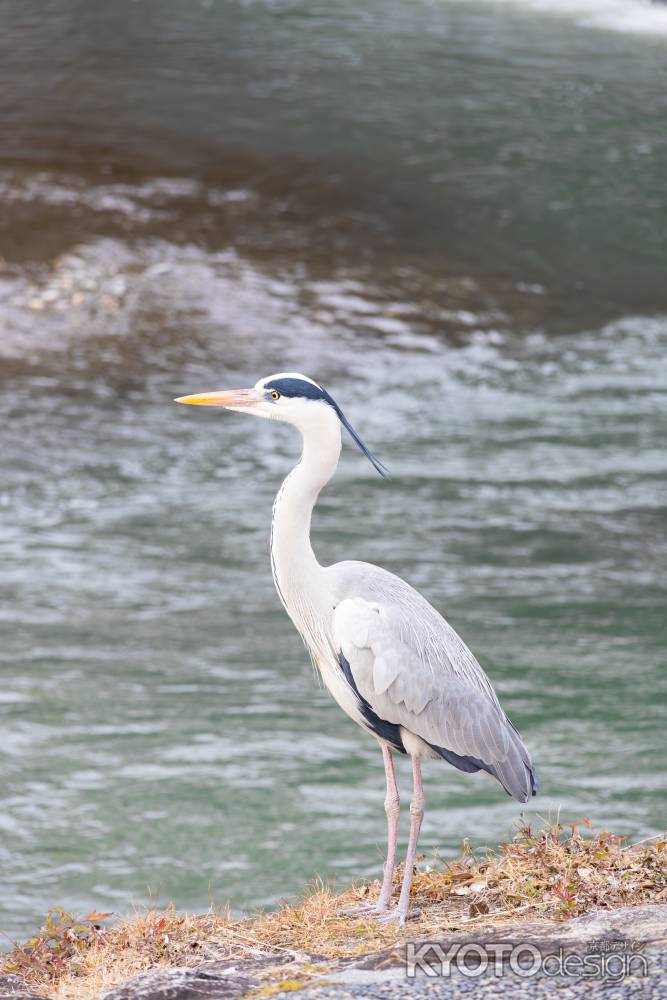 鴨川の川辺にたたずむアオサギ