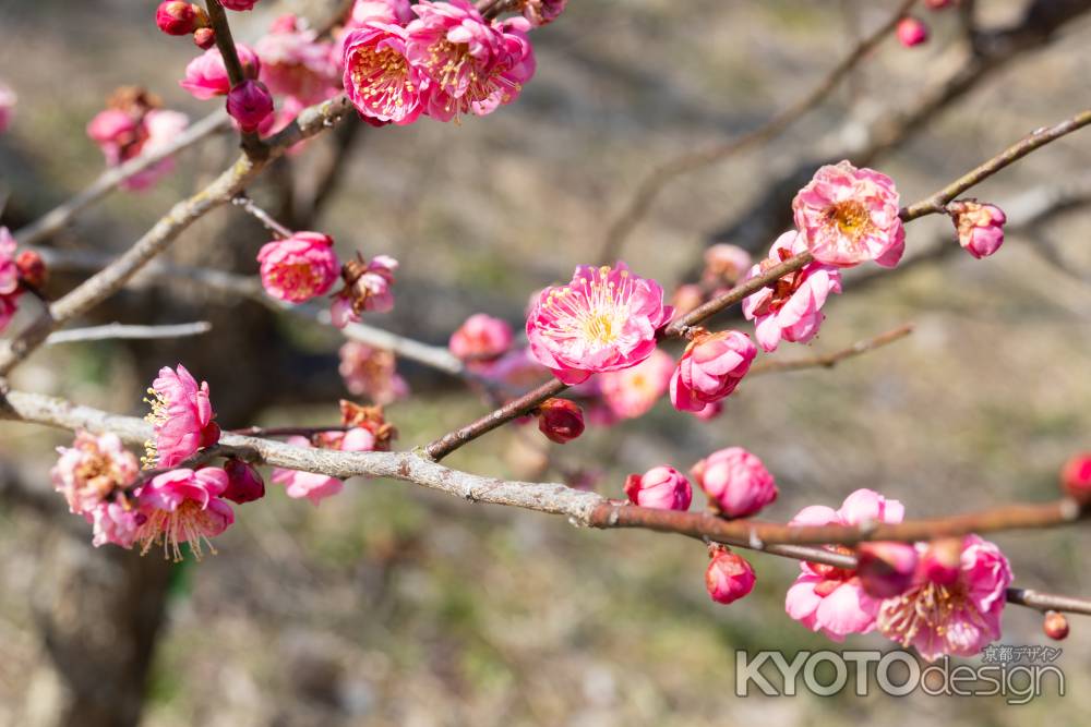 京都御所の咲き始めた梅