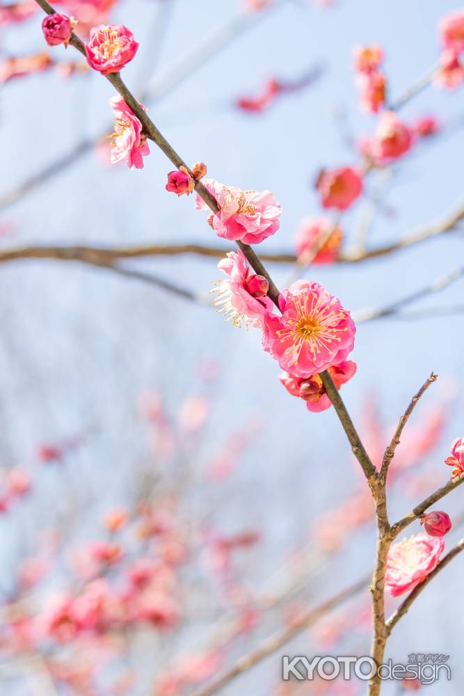 梅の花と青空
