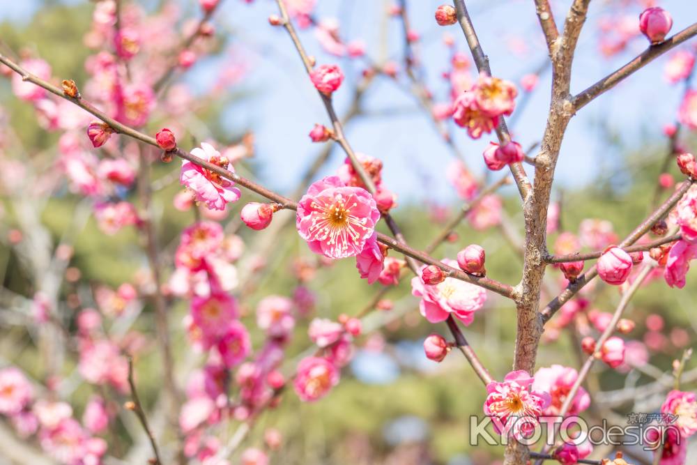開花し始めた梅の花。2月中旬の京都御所の梅林