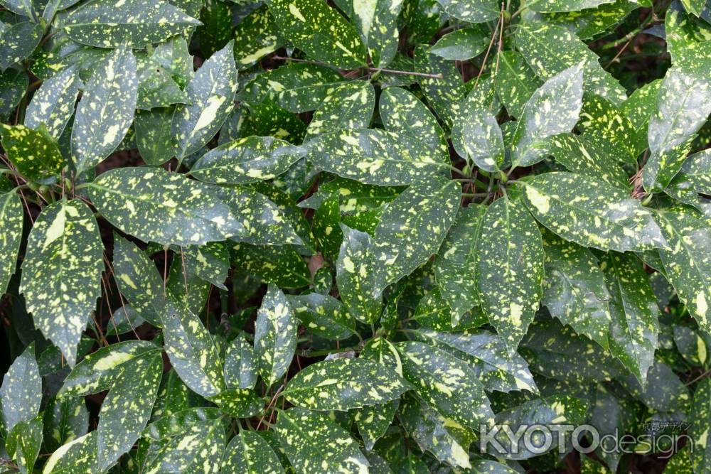 京都御所の木陰に育つ斑入りアオキの葉