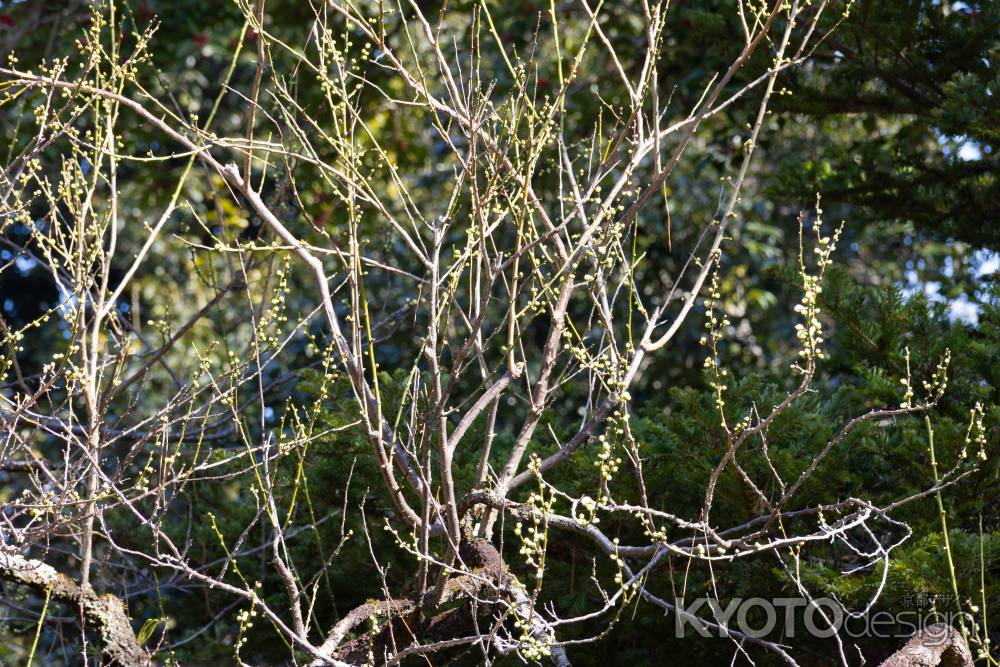 花芽をつけた梅の木。京都御所の早春の風景
