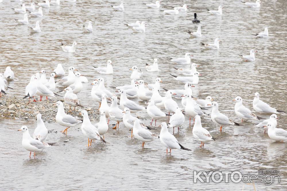 鴨川に集まるユリカモメの集団