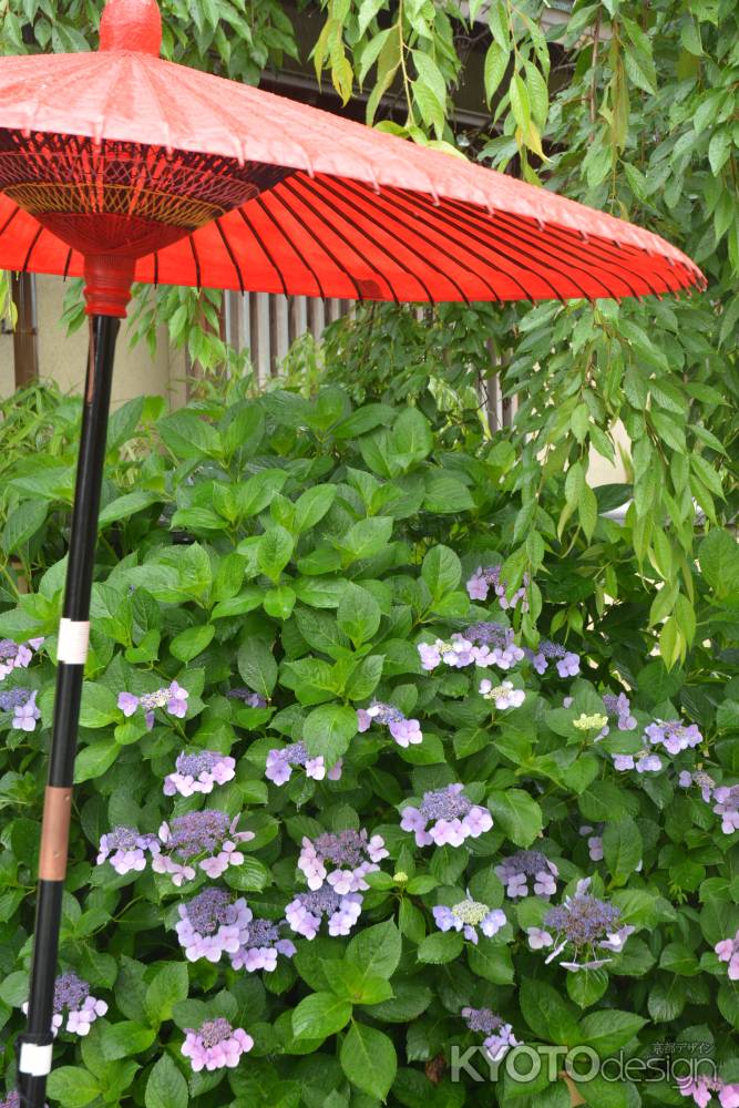 紫陽花