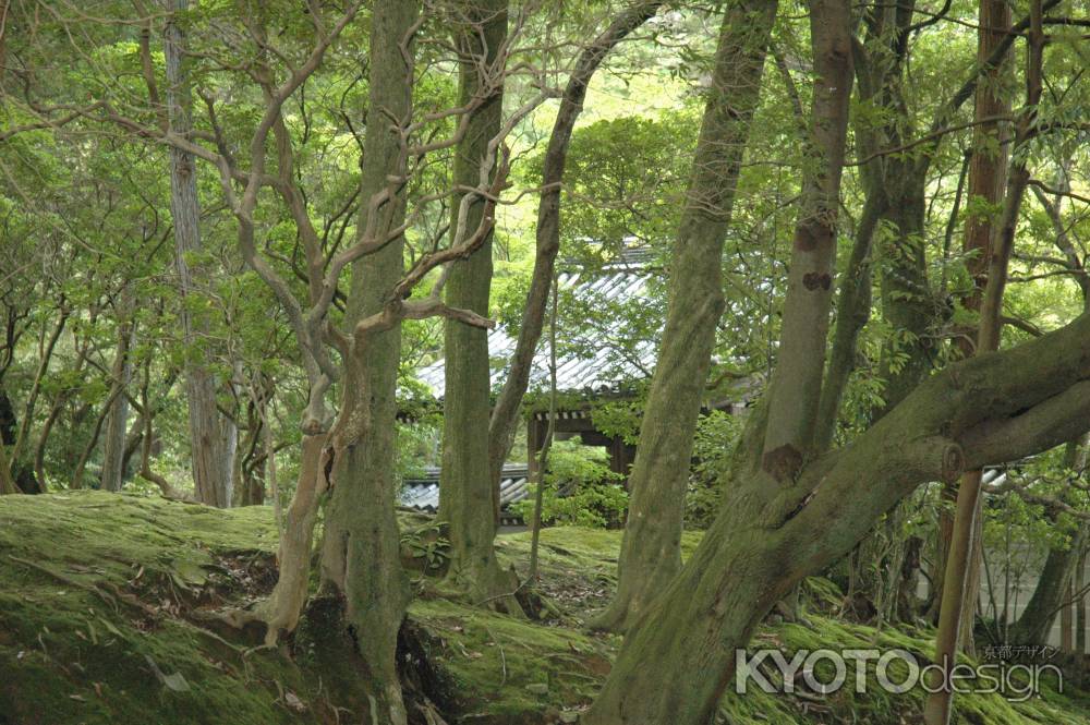 木々の奥に見える西芳寺総門