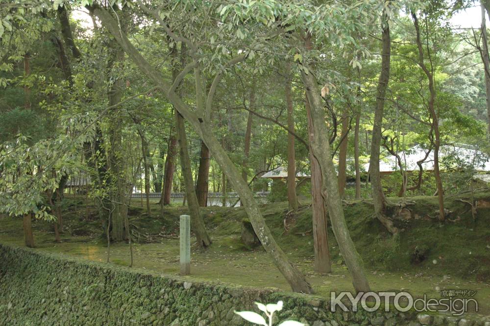 生い茂った木々の奥の苔寺