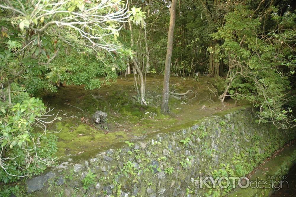 川沿いの木々