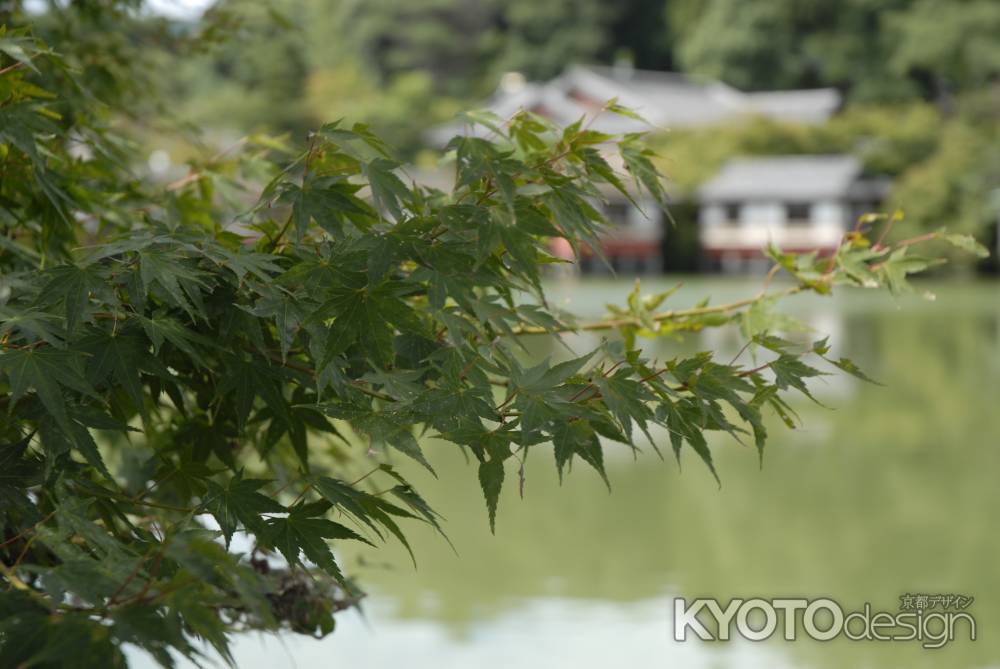 長岡天満宮　夏の八条ヶ池ほとりのもみじ