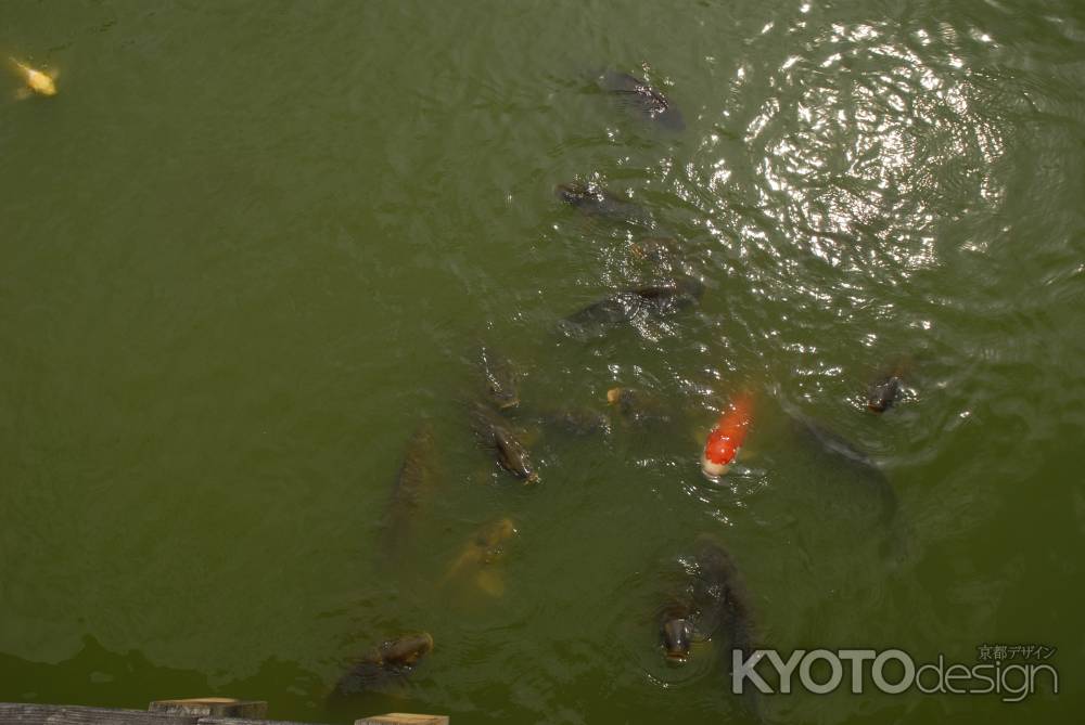 長岡天満宮八条ヶ池の鯉