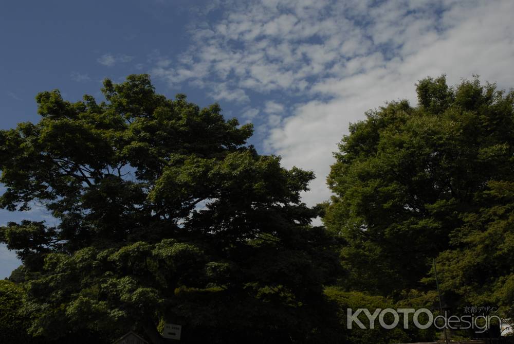 青々茂る木々と青空