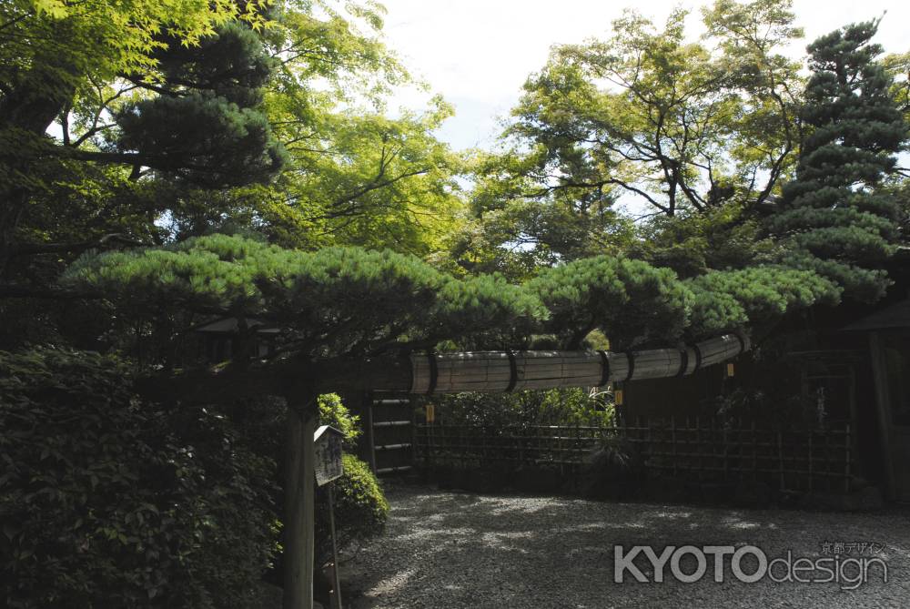 長岡天満宮の松