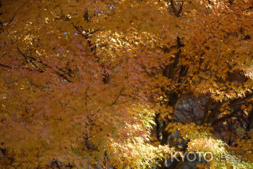 永観堂　黄色に染まるもみじ