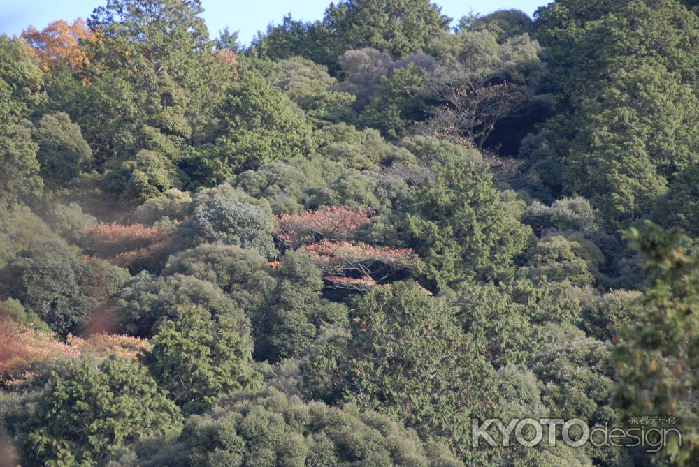 少し色づいた大文字山