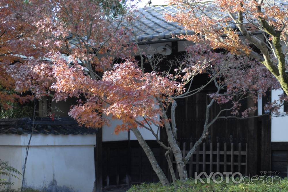 永観堂　紅に染まる楓の木