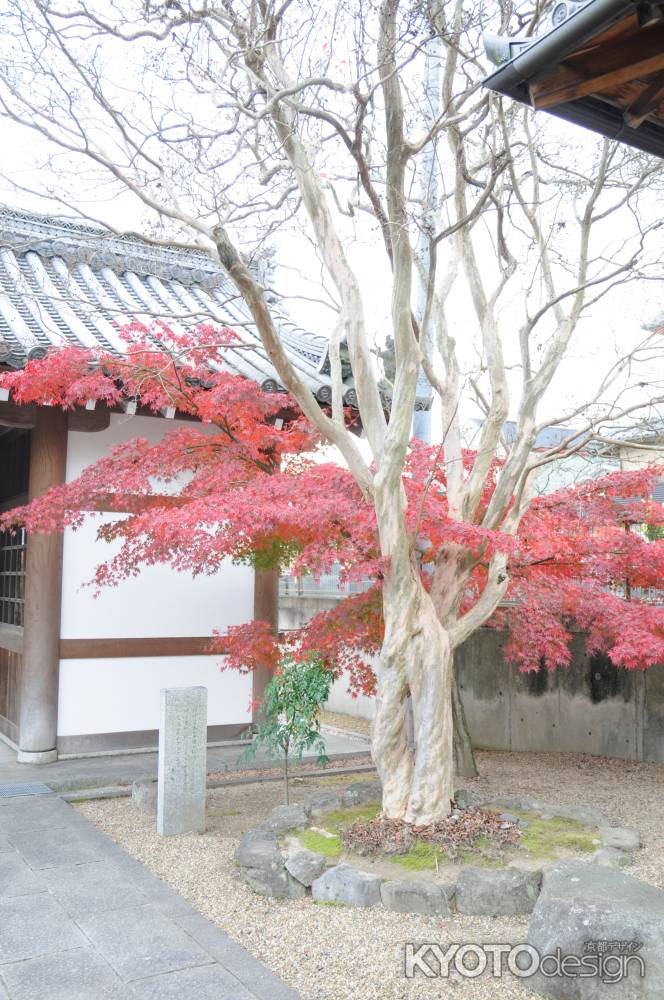 寂照院　境内の紅葉1