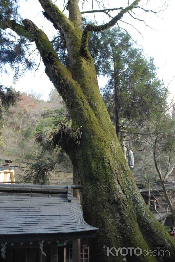 貴船神社の杉の木