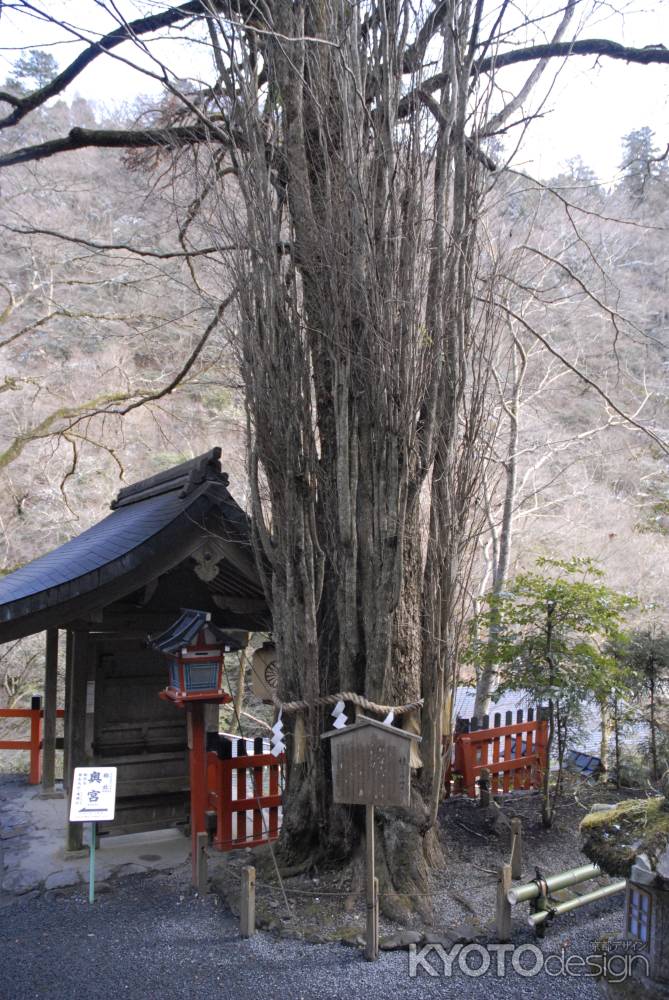 貴船神社の御神木