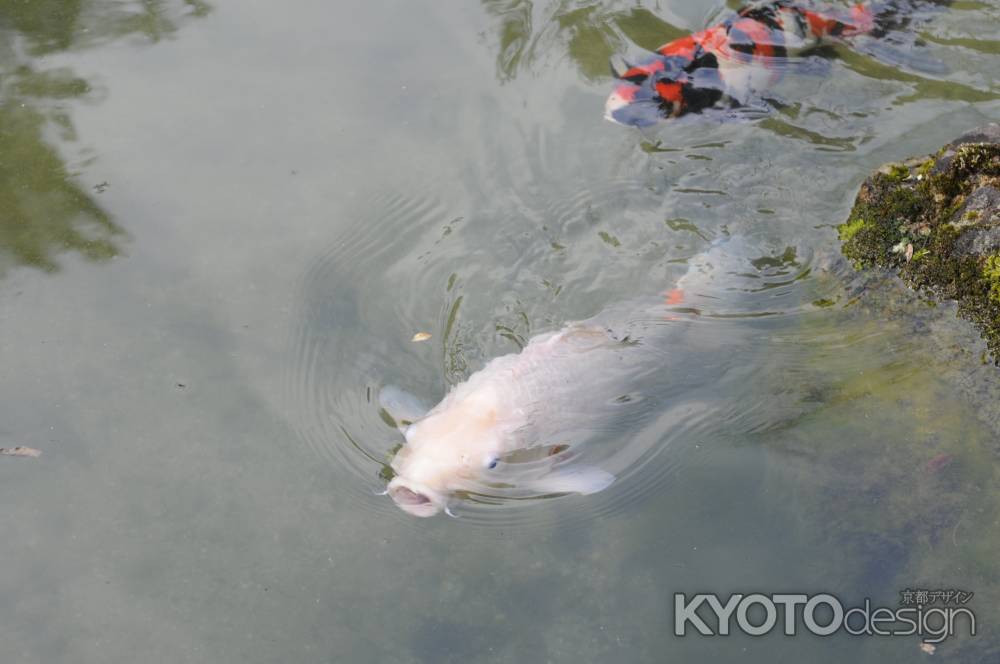 城南宮　神苑の鯉