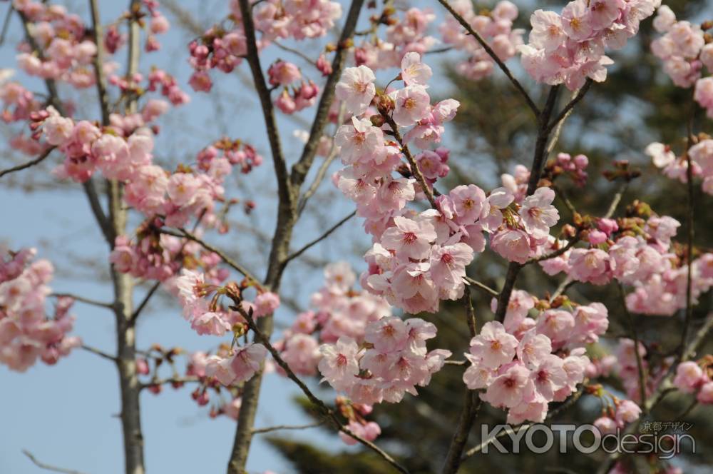 長岡天満宮　満開の陽光の桜１