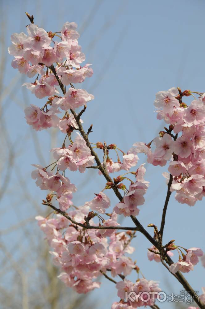 長岡天満宮　満開の陽光の桜２