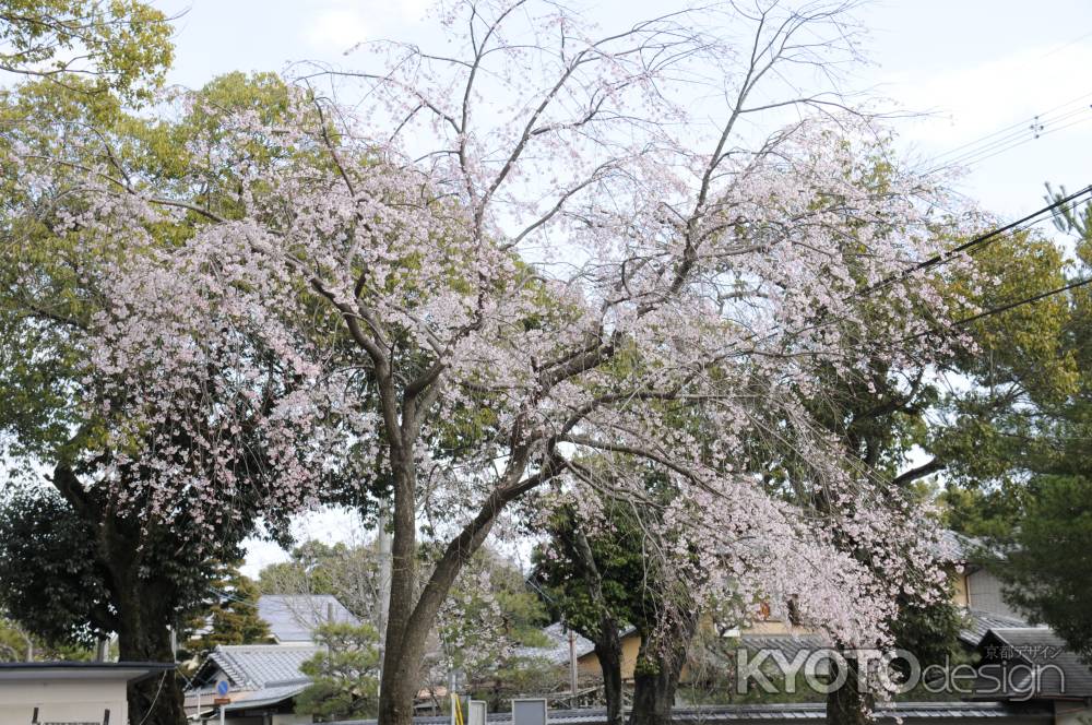 受け継がれる祇園のしだれ桜