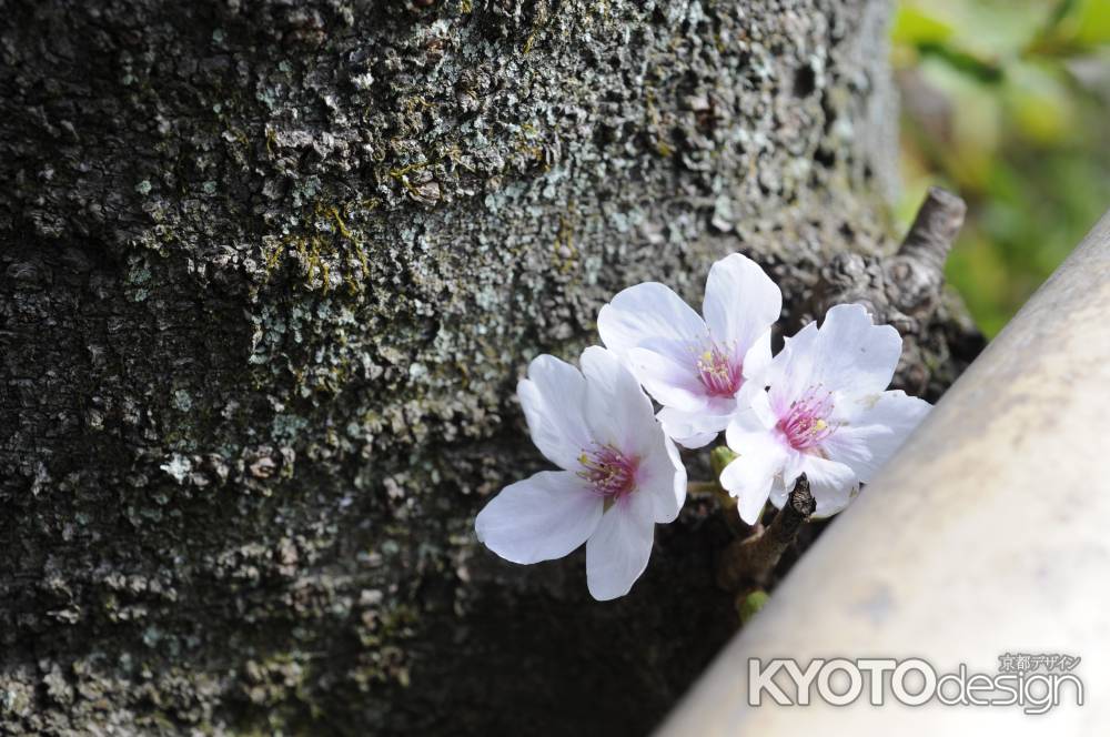 ここにも桜咲く