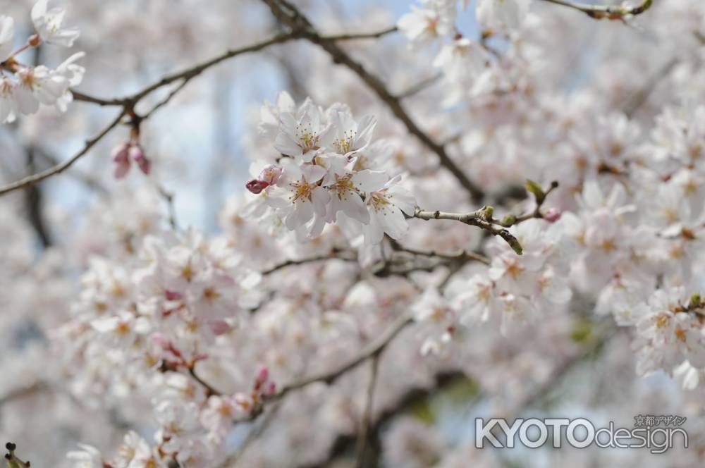 長岡天満宮　グラウンドの桜２