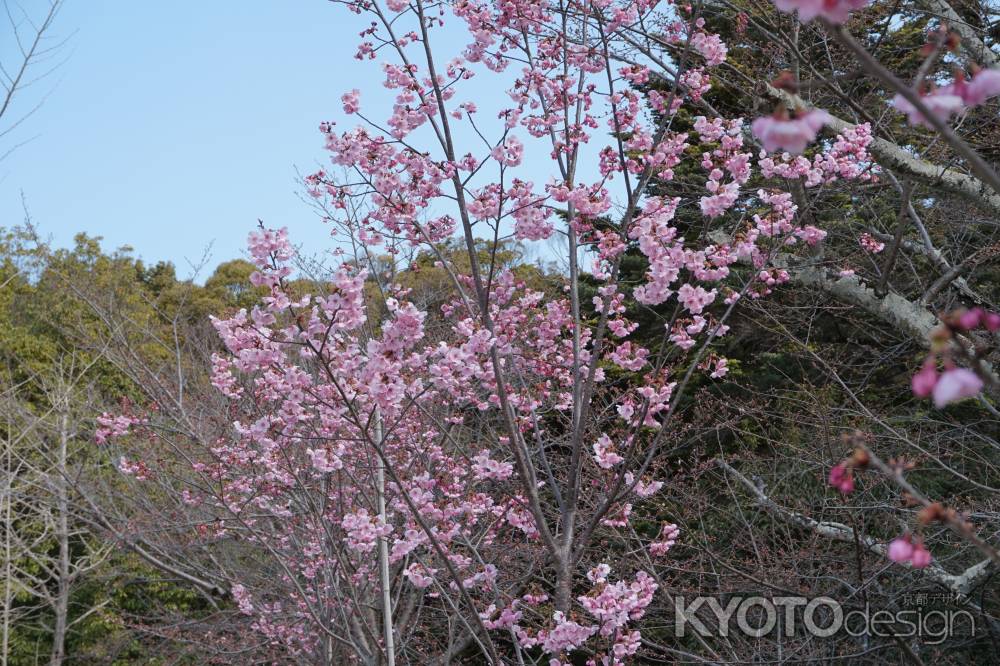 長岡天満宮　満開の陽光の桜３