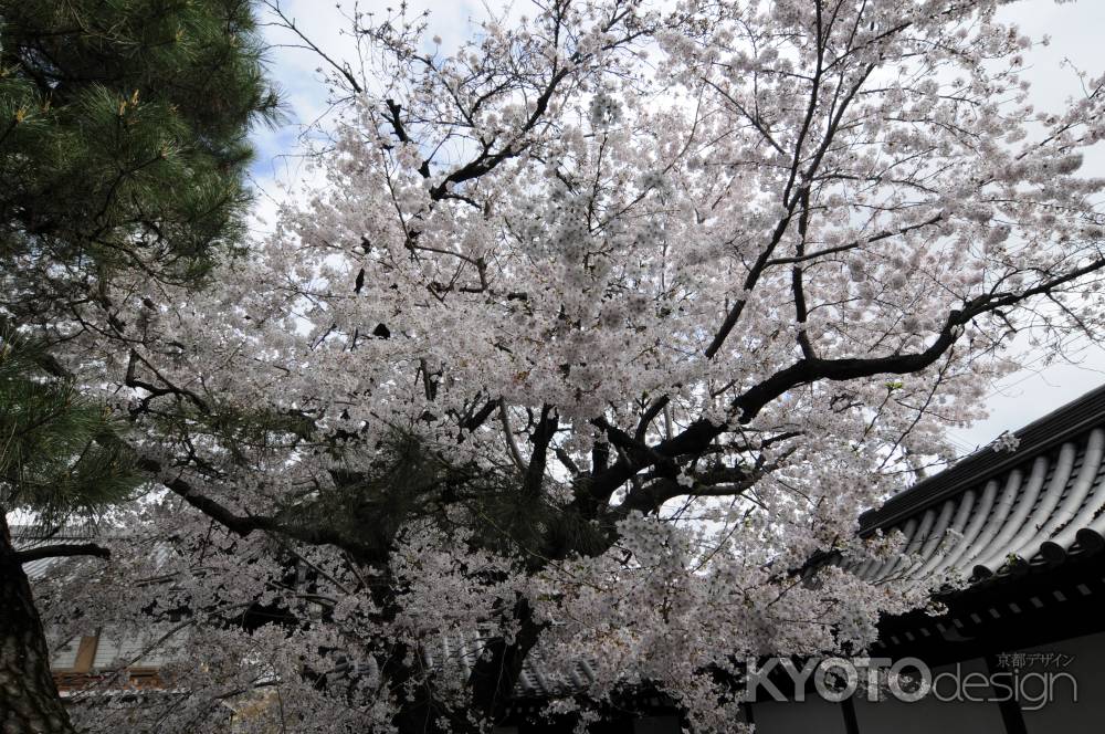 満開の桜