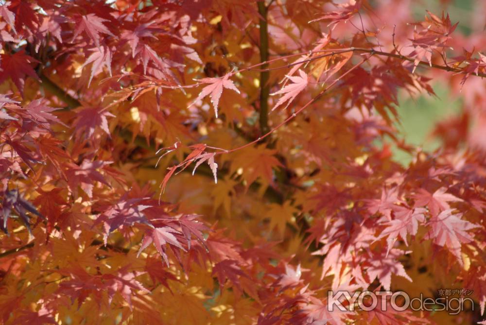 長法寺の紅葉