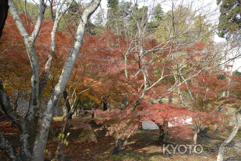 長法寺の庭の紅葉