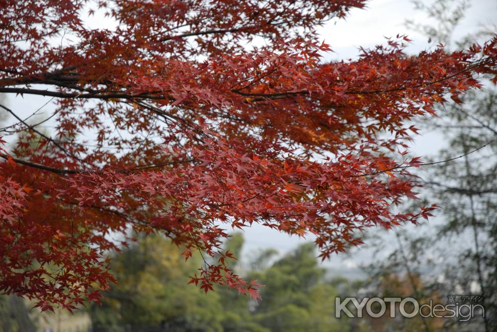 長法寺の真っ赤な紅葉