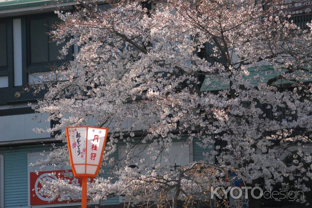 満開の桜と都をどりのぼんぼり